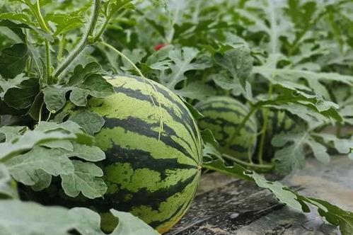 吃瓜少女在吃瓜,吃瓜少女的瓜田奇遇记