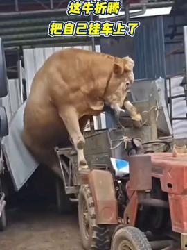 小羊吃瓜版,趣味盎然的田园生活趣事