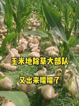 小羊吃瓜版,趣味盎然的田园生活趣事