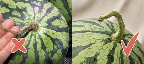 香港队吃瓜,揭秘背后的真相与争议