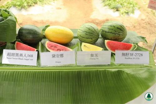 香港队吃瓜,揭秘背后的真相与争议