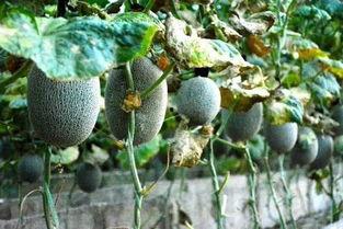 QQ黄色吃瓜群众,揭秘网络社交背后的暗流涌动