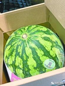 武汉吃瓜网,揭秘武汉街头美食风云录