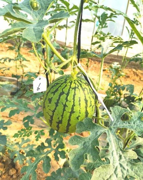 农民地头吃瓜,农民地头吃瓜的悠闲时光