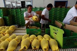 农民地头吃瓜,农民地头吃瓜的悠闲时光