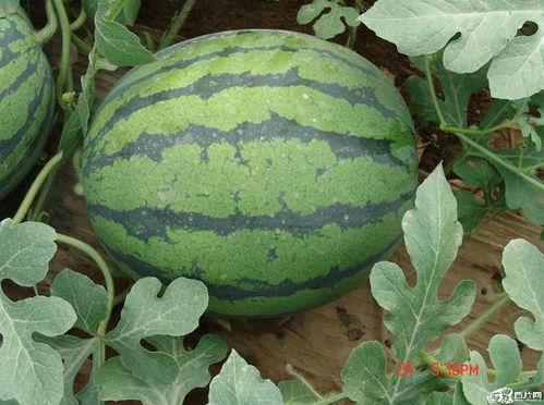 什么间吃瓜,跟随“吃瓜群众”探寻明星幕后故事