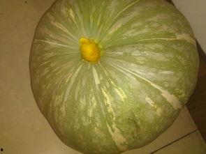 什么间吃瓜,跟随“吃瓜群众”探寻明星幕后故事