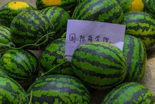 吃瓜学校马桶,马桶背后的校园风云