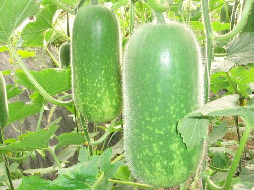 有瓜不吃瓜专吃瓜尖儿,揭秘“有瓜不吃瓜”的独特食趣