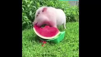 吃瓜了吗小猪视频,揭秘热门视频背后的趣味故事