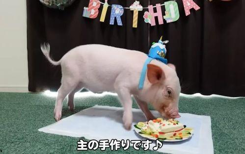 吃瓜了吗小猪视频,揭秘热门视频背后的趣味故事