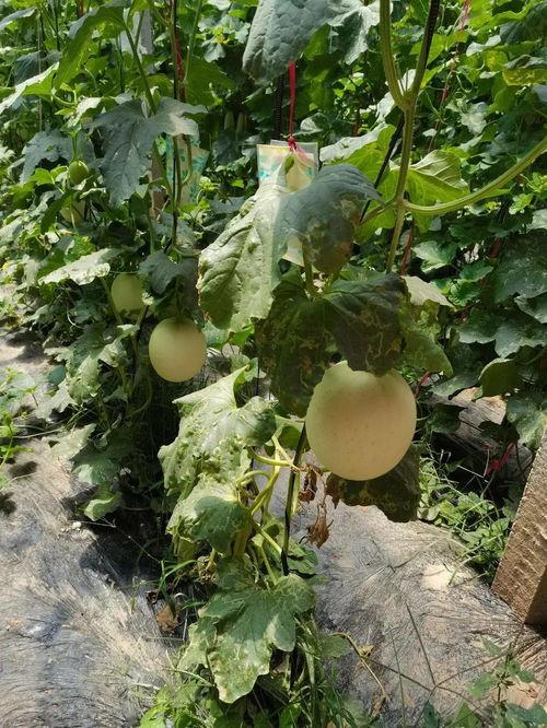 沧州楼顶吃瓜,全民共享夏日“吃瓜”盛宴