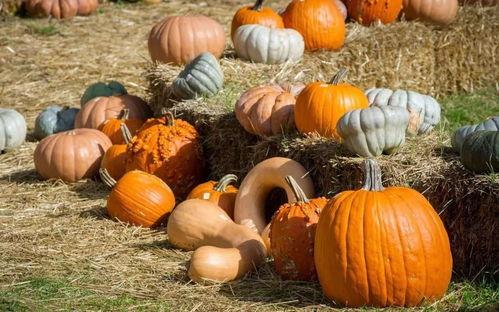 吃瓜气势的图片,吃瓜群众视角下的欢乐瞬间