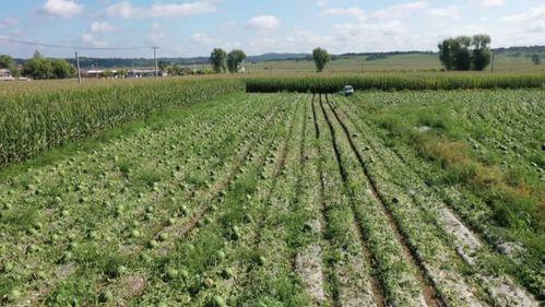 东丰县吃瓜,瓜果飘香，品味田园生活