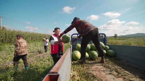 东丰县吃瓜,瓜果飘香，品味田园生活