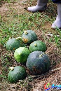 吃瓜吃爽,揭秘娱乐圈幕后真相