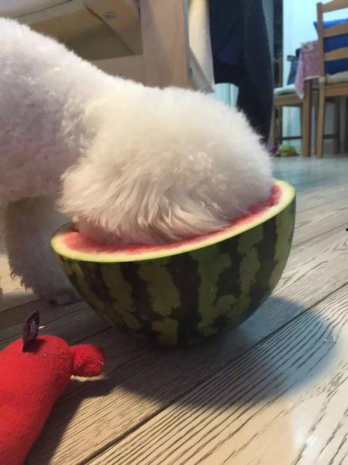 宠物可以吃瓜么,瓜类水果在宠物饮食中的适宜性解析