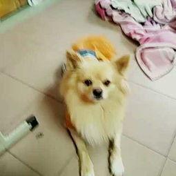 宠物可以吃瓜么,瓜类水果在宠物饮食中的适宜性解析