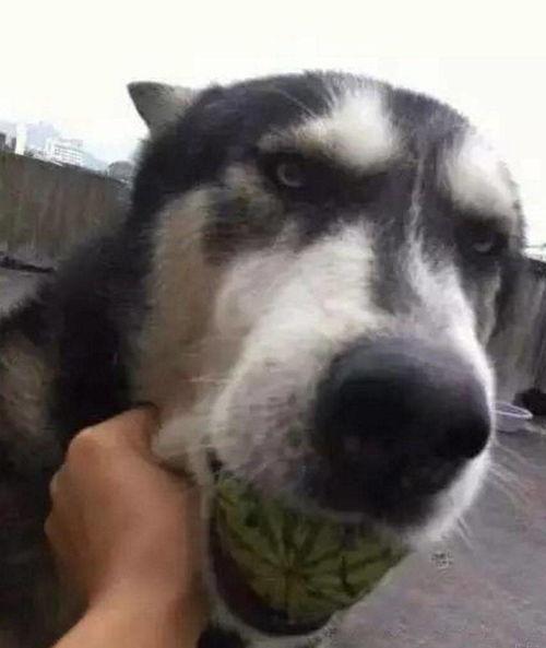 宠物可以吃瓜么,瓜类水果在宠物饮食中的适宜性解析