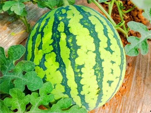 网络有什么瓜可以吃,盘点近期热门“瓜”料，揭秘娱乐圈幕后故事