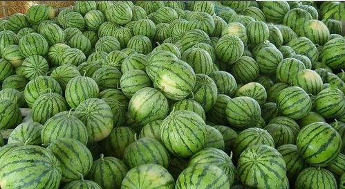 网络有什么瓜可以吃,盘点近期热门“瓜”料，揭秘娱乐圈幕后故事