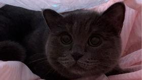 吃瓜酱猫猫,揭秘网络红人的魅力与影响力