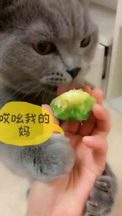 吃瓜酱猫猫,揭秘网络红人的魅力与影响力
