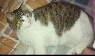 吃瓜酱猫猫,揭秘网络红人的魅力与影响力