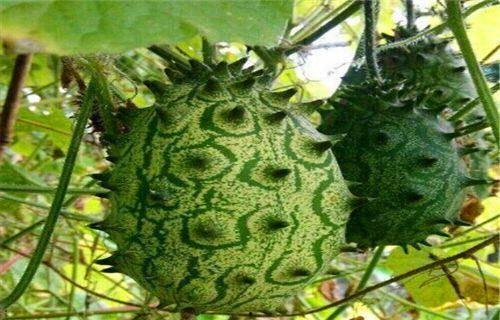 吃刺角瓜视频,舌尖上的异域风情