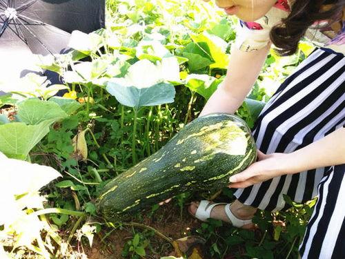 吃瓜有何不可,有何不可？揭秘网络热议背后的真相与乐趣