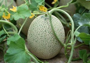 河南吃哈密瓜视频,甜蜜滋味传递乡情