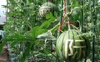 钟离雨吃瓜,揭秘娱乐圈幕后故事