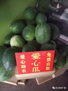 专门吃瓜的店,专吃瓜店的独特魅力与幕后故事