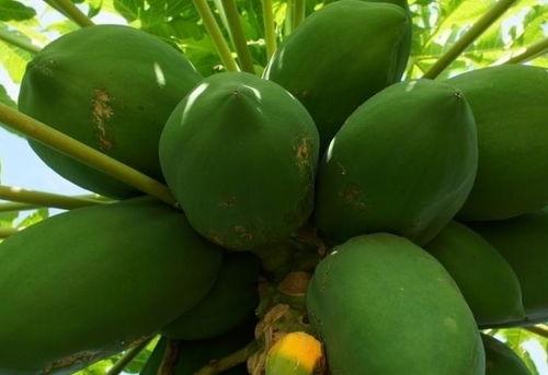 斑回头吃瓜,揭秘娱乐圈背后的秘密与八卦