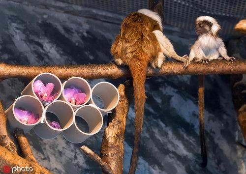 毛猴吃瓜,瓜田里的欢乐食记