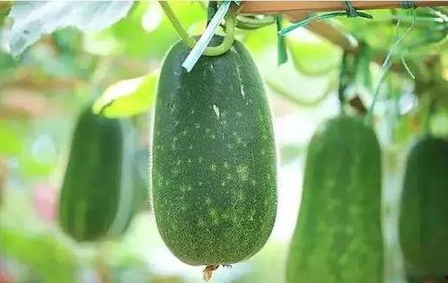 什么人在吃瓜,明星们吃瓜背后的故事