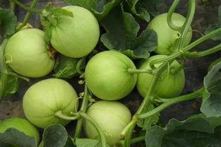 什么人在吃瓜,明星们吃瓜背后的故事