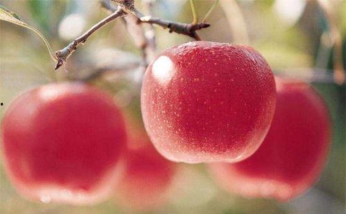 喜欢吃苹果瓜,舌尖上的甜蜜诱惑，探寻果香四溢的美食之旅