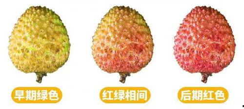 梦到摘各种熟瓜吃,探索摘瓜吃瓜的奇幻之旅