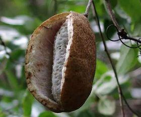 吃八月瓜,夏日里的甜蜜诱惑，探寻民间美味之谜