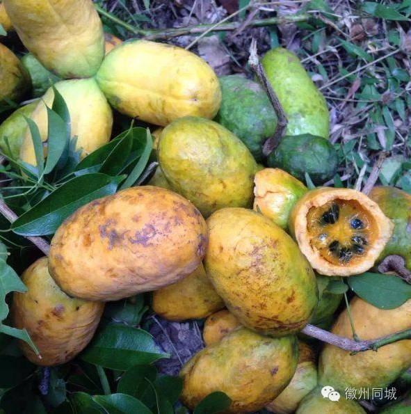 吃八月瓜,夏日里的甜蜜诱惑，探寻民间美味之谜