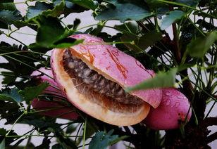 吃八月瓜,夏日里的甜蜜诱惑，探寻民间美味之谜