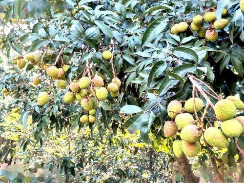 梦到摘各种熟瓜吃,探索摘瓜吃瓜的奇幻之旅