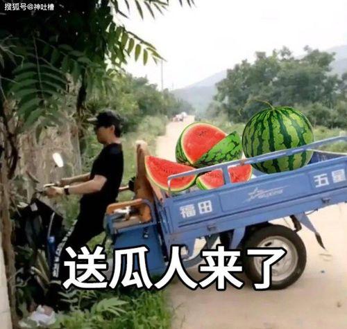 吃瓜听雨文案,听雨品瓜，一场别开生面的夏日盛宴